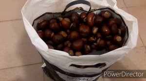 Сбор и сдача каштанов. Сдаю каштан конский.