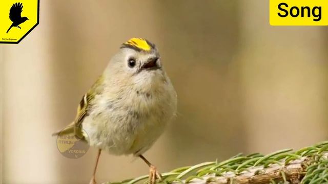 Как поёт желтоголовый королёк (audio) Regulus regulus смотреть онлайн