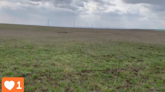 Питомник Левреток. Kennel Italienisches Windspiel, Italian sighthound смотреть онлайн