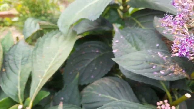 26.07.23.Обзор крупнолистных и какие черенки будут в августе🌿🌿🌿 смотреть онлайн