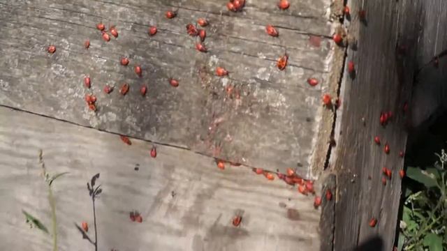 Жучки солдатики! Прикольные, нам они очень нравятся) смотреть онлайн