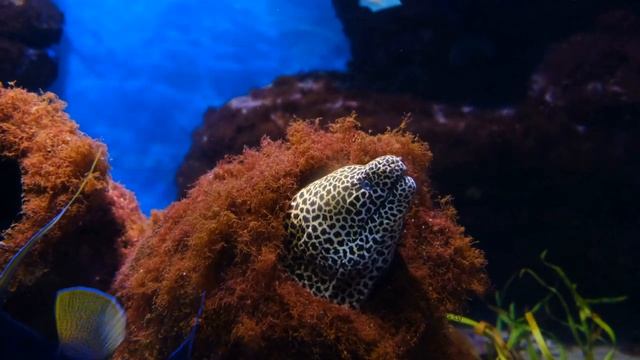 Расслабляющая музыка - Подводные пейзажи - Музыка для засыпания - Релакс музыка смотреть онлайн