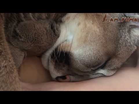 Храпящий Месси Cougar Messi Snoring