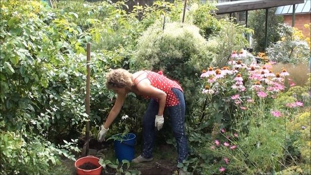 Сажаем эхинацею из контейнера смотреть онлайн