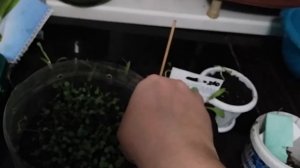 Когда и Как пикировать виолу(фиалку )