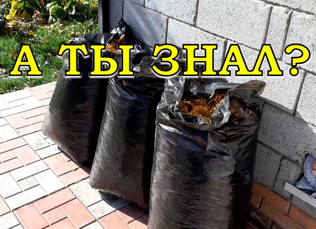 ОПАВШИЕ ЛИСТЬЯ.. Убирать или нет? 5 способов как утилизировать опад??? смотреть онлайн