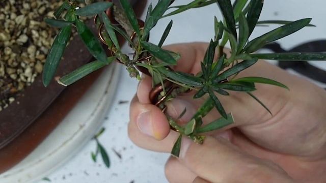 Buddhist Pine (Podocarpus Macrophyllus) Bonsai from Hardware-Store Bonsai to Fairy Tree смотреть онлайн