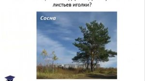 «Познакомимся с растениями», презентация для детей