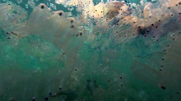 BBC.Planeta.Zemlya.EP09.Мелководные моря