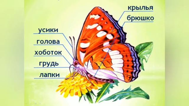 Бабочки - яркое чудо природы смотреть онлайн