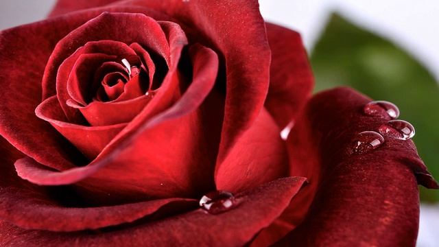 Алая Роза - стихи Ларисы Третьяк муз стихи Олег Мелещук смотреть онлайн