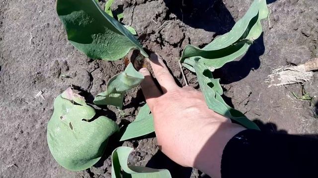 Доращивание тюльпанов после выгонки. Луковица наливается. смотреть онлайн