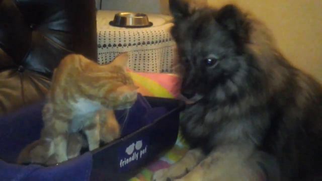 Собака умиляется котятами смотреть онлайн