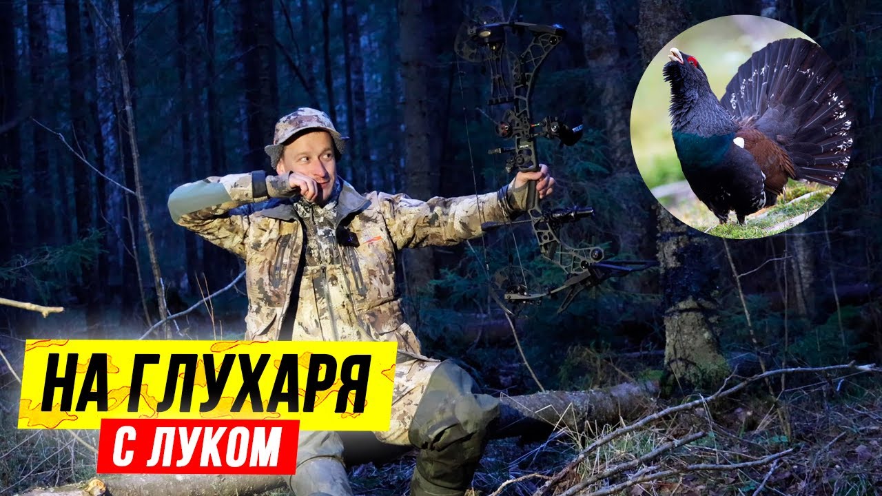 Охота на глухаря на току с лука. Песня ГЛУХАРЯ. Охота с луком весной 2021 смотреть онлайн