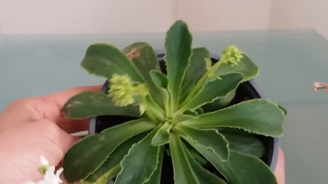 Planta suculenta - Lewisia cotyledon parte 2 смотреть онлайн