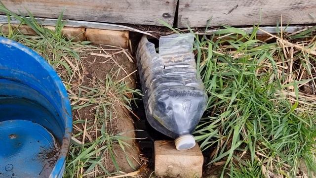 Хочешь очень крупный чеснок? ЛЕГКО! Не пропусти главную подкормку! Делай всё вовремя! смотреть онлайн