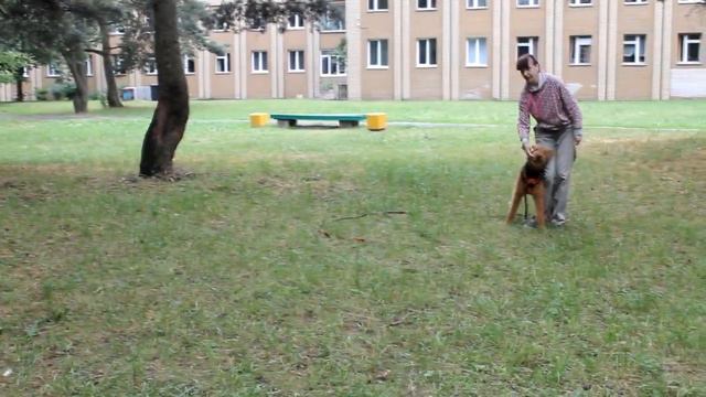 Обучение собаки трюкам: Сайд, Бок, Вольт, Юла