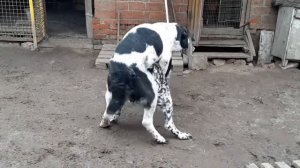 Алабайская любовь. Вязка за 2 минуты без помощи человека.