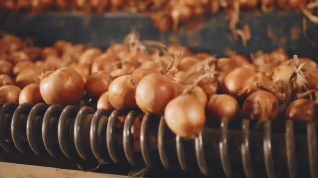 Агро-Департамент. Лук репчатый. Тареско. Hazera Genetics.