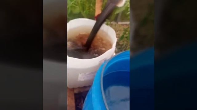 13.07Подкормка гумат калия(третья подкормка). смотреть онлайн