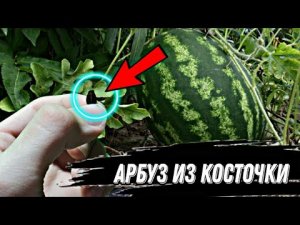 ВЫРАСТИЛ АРБУЗ ИЗ КОСТОЧКИ  (Часть 2я) МОЖНОЛИ ВЫРАСТИТЬ АРБУЗ ИЗ КОСТОЧКИ В ДОМАШНИХ УСЛОВИЯХ