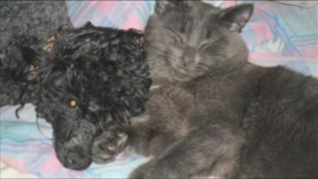 Мои любимые животные