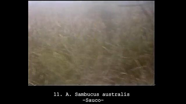 Al ciervo de los pantanos. Herbario sonoro. смотреть онлайн