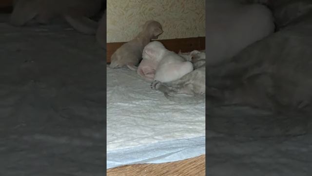 Котятам 17 дней. смотреть онлайн