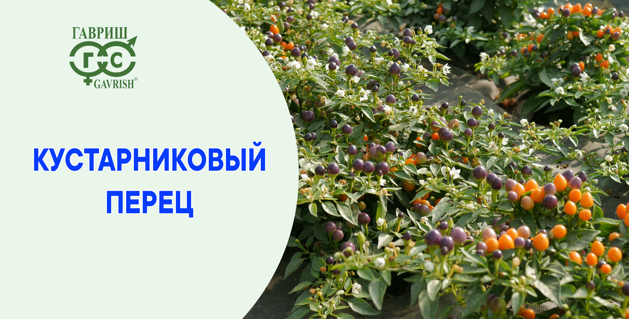 Как там наша Бусинка? смотреть онлайн