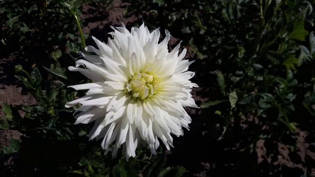 Цветы. Фото природы. Киев. Национальный ботанический сад имени Н. Гришко НАН Украины. смотреть онлайн