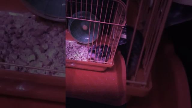 Карликовый хомяк 🤩💗 смотреть онлайн