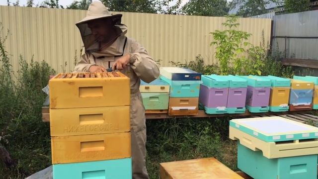 Улей Нижегородец. Система сбора пыльцы. смотреть онлайн