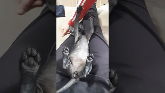 Целоватильный котик Бонд петерболд (петербургский сфинкс)