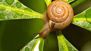 Улитки.Песня о глупой улитке.