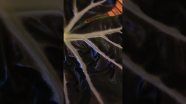 alocasia pink dragon update. смотреть онлайн