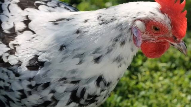 О породе кур Мастер Грей - Описание - породы кур МАСТЕР ГРЕЙ смотреть онлайн