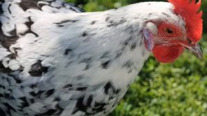 О породе кур Мастер Грей - Описание  - породы кур МАСТЕР ГРЕЙ
