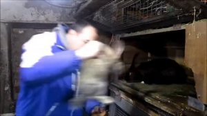 Кролики Гиганты ОБЕР / Взвешивание крольчат в 2 месяца!!!