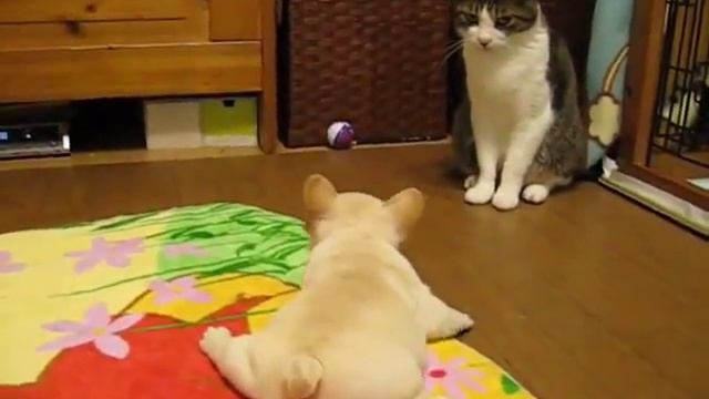 Щенок мучает Кота | Французский бульдог. French bulldogs смотреть онлайн