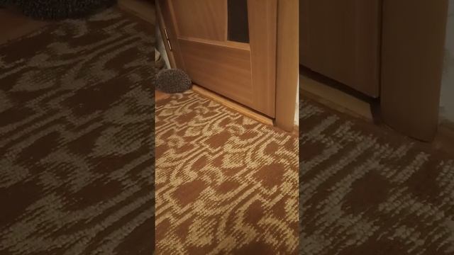 Увидели ёжика, который живёт у нас на участке! смотреть онлайн