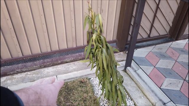 Кордилина Австралийская После затяжных моров Cordyline australis. смотреть онлайн