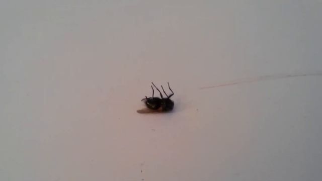 Муха без головы смотреть онлайн