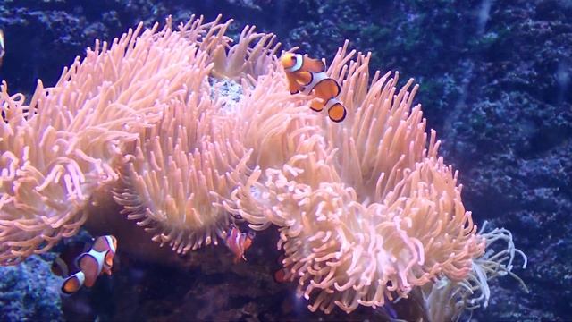 ZOO Warszawa Akwarium i ZAPLECZE (FILM 4K) смотреть онлайн