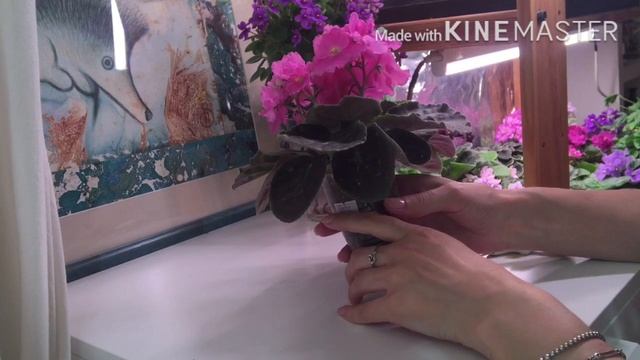 Как поставить ФИАЛКУ на ФИТИЛЬ. Два важных правила! смотреть онлайн