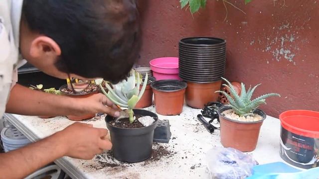 TRASPLANTE DE COTYLEDON ORBICULATA смотреть онлайн