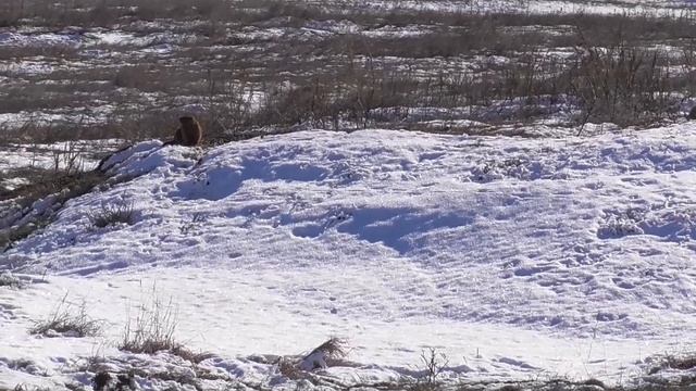 Пууухлики на снегу,пухлики на снегу!!!!Сурки говорят весна ранняя будет...Прогноз от Байбаков! смотреть онлайн