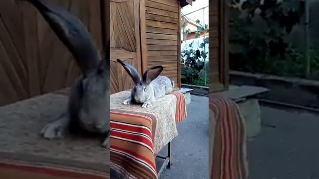 Кролики немецкий великан, Ризен шиншилоаыйGiant rabbits German risen synchrony смотреть онлайн