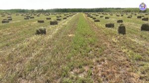 4-серия. Почему нельзя вносить селитру при выращивании люцерны? (28-06-2018)