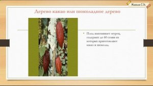 ЗАДАНИЕ №3.2, 3.3.Часть 4.Растения и животные Южной и Северной Америки.  ВПР окружающий мир, 4 клас