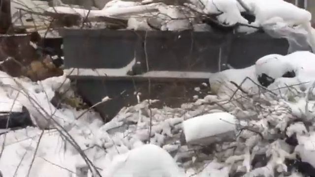 В Бийске убирают мусор после введения ЧС смотреть онлайн